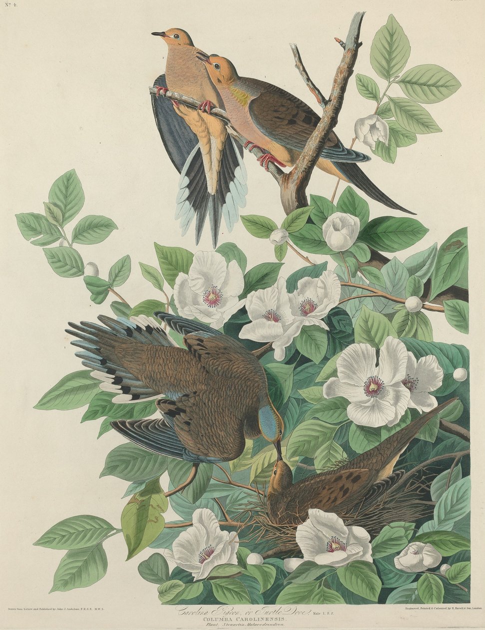 Carolina Pigeon أو Turtle Dove بواسطة روبرت هافيل بعد جون جيمس أودوبون