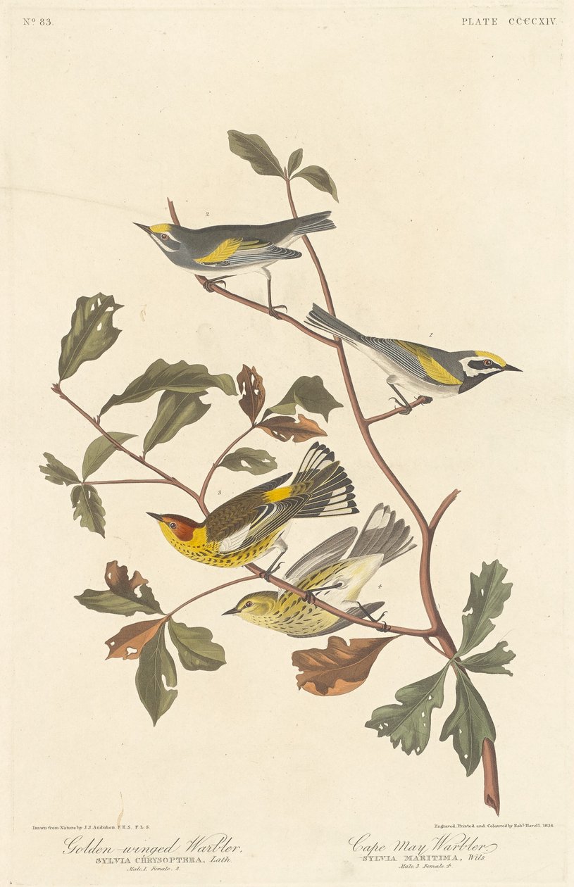 الدخلة ذات الأجنحة الذهبية و Cape May Warbler بواسطة روبرت هافيل بعد جون جيمس أودوبون