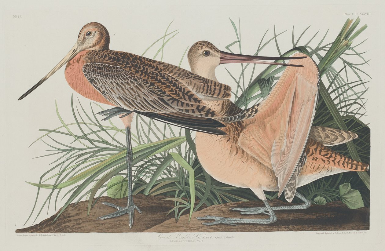 Godwit الرخامي العظيم بواسطة روبرت هافيل بعد جون جيمس أودوبون