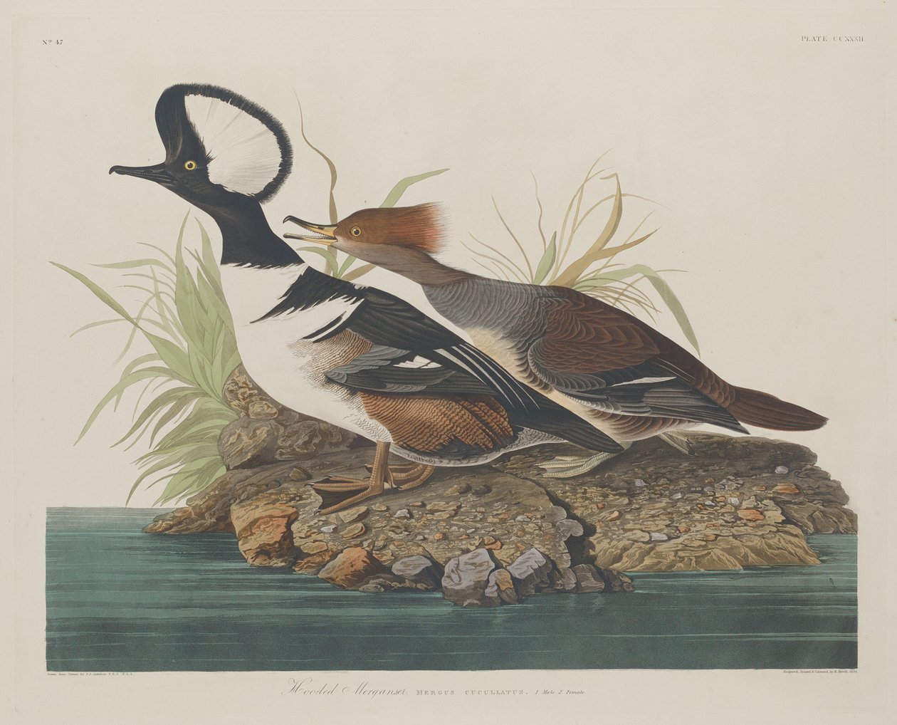 مقنع Merganser بواسطة روبرت هافيل بعد جون جيمس أودوبون