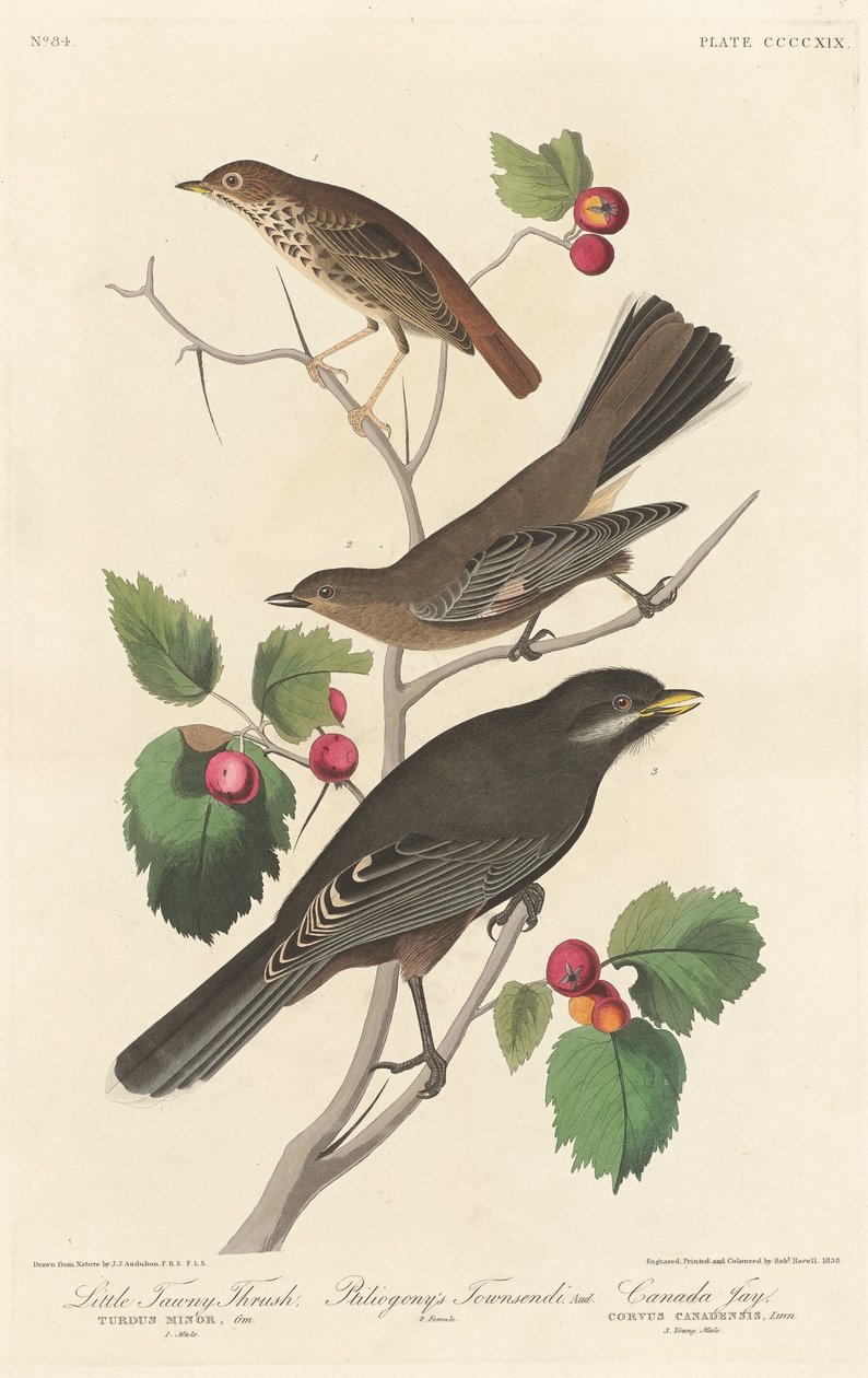 Little Tawny Thrush بواسطة روبرت هافيل بعد جون جيمس أودوبون