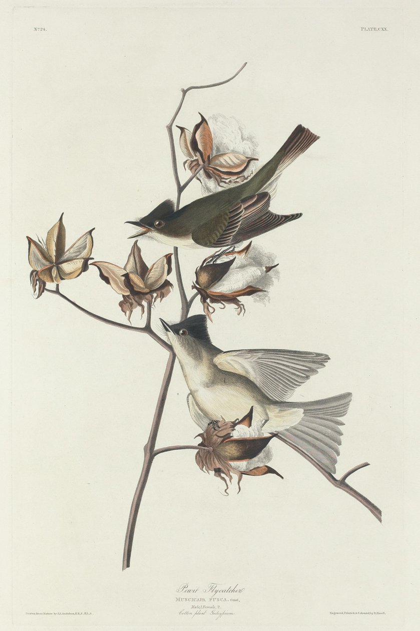 Pewit Flycatcher بواسطة روبرت هافيل بعد جون جيمس أودوبون