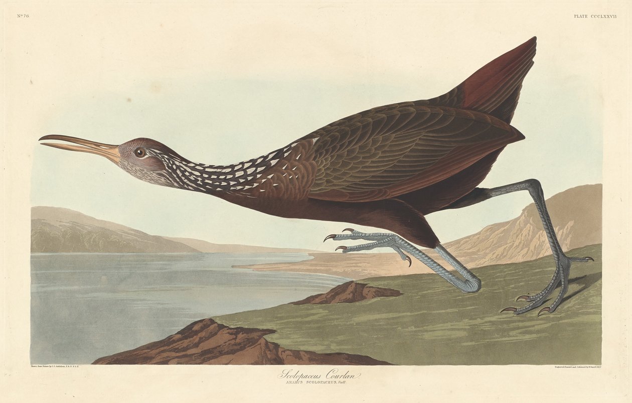 Scolopaceus كورلان بواسطة روبرت هافيل بعد جون جيمس أودوبون