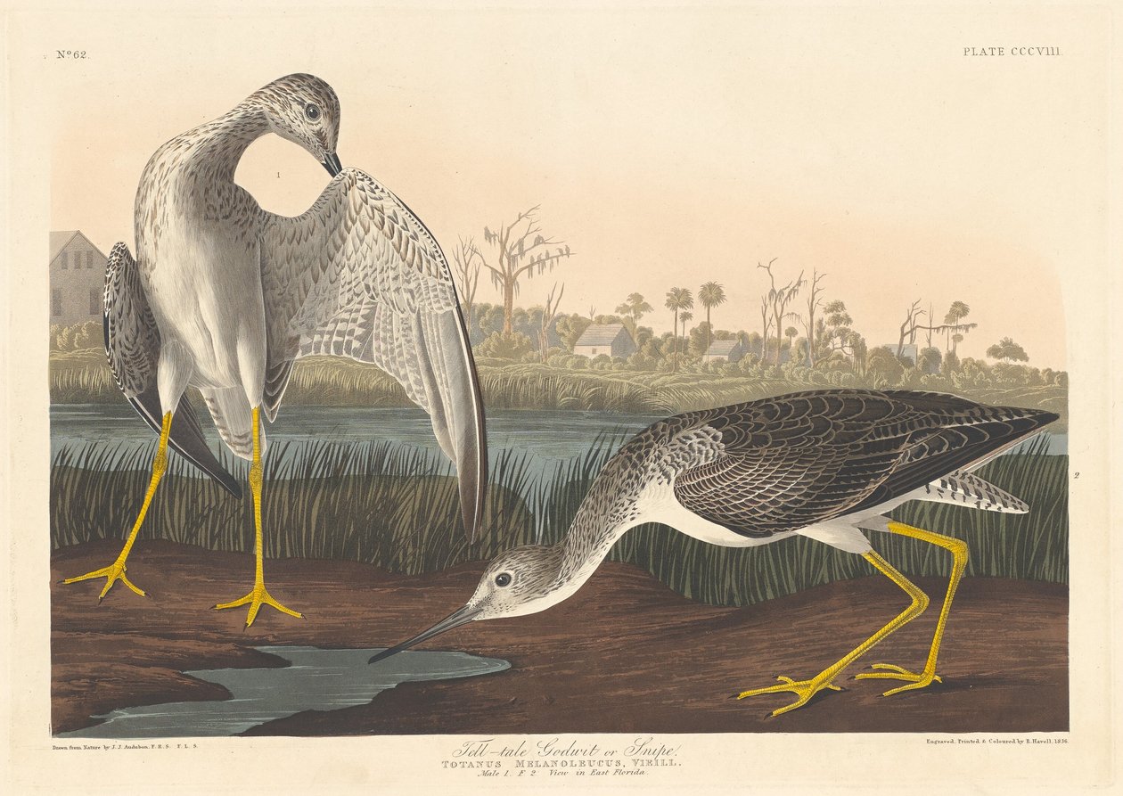 اقول حكاية Godwit بواسطة روبرت هافيل بعد جون جيمس أودوبون