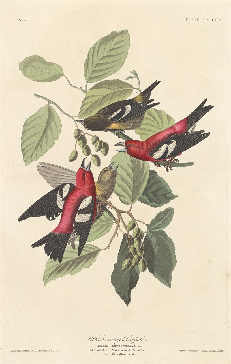 Crossbill أبيض الأجنحة بواسطة روبرت هافيل بعد جون جيمس أودوبون