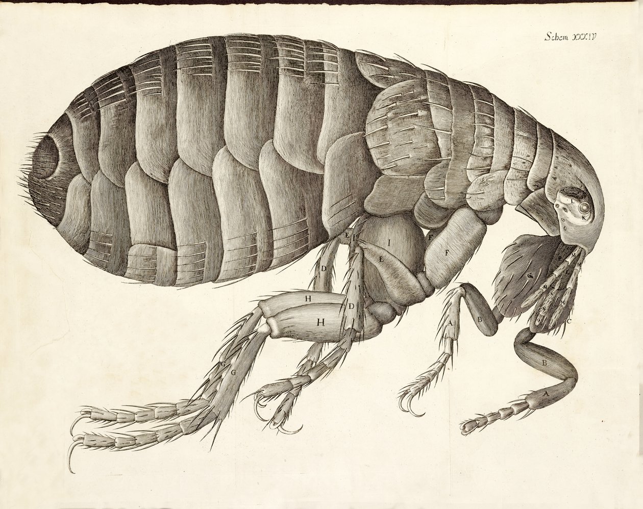 مقطع عرضي لبرغوث من ميكروغرافيا ، حانة. 1665 بواسطة روبرت هوك