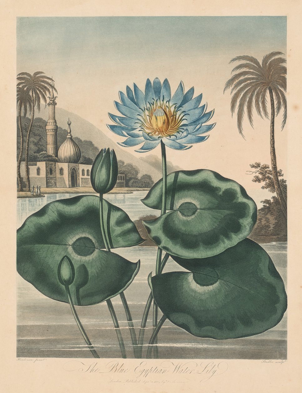 معبد فلورا ، أو حديقة الطبيعة: أزرق مصري Waterlily ، 1804. بواسطة روبرت جون ثورنتون