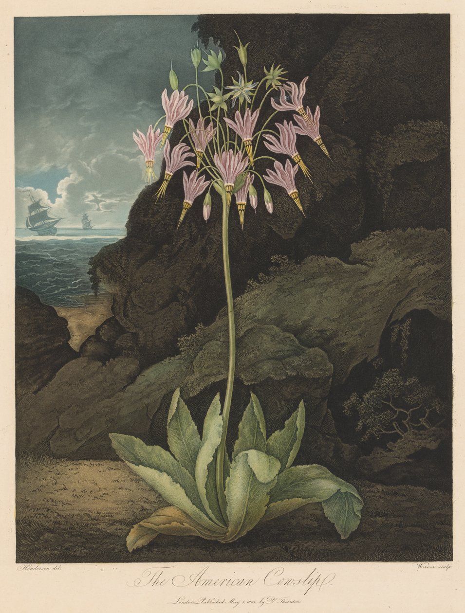 The Temple of Flora ، أو Garden of Nature: The American Cowslip بواسطة روبرت جون ثورنتون