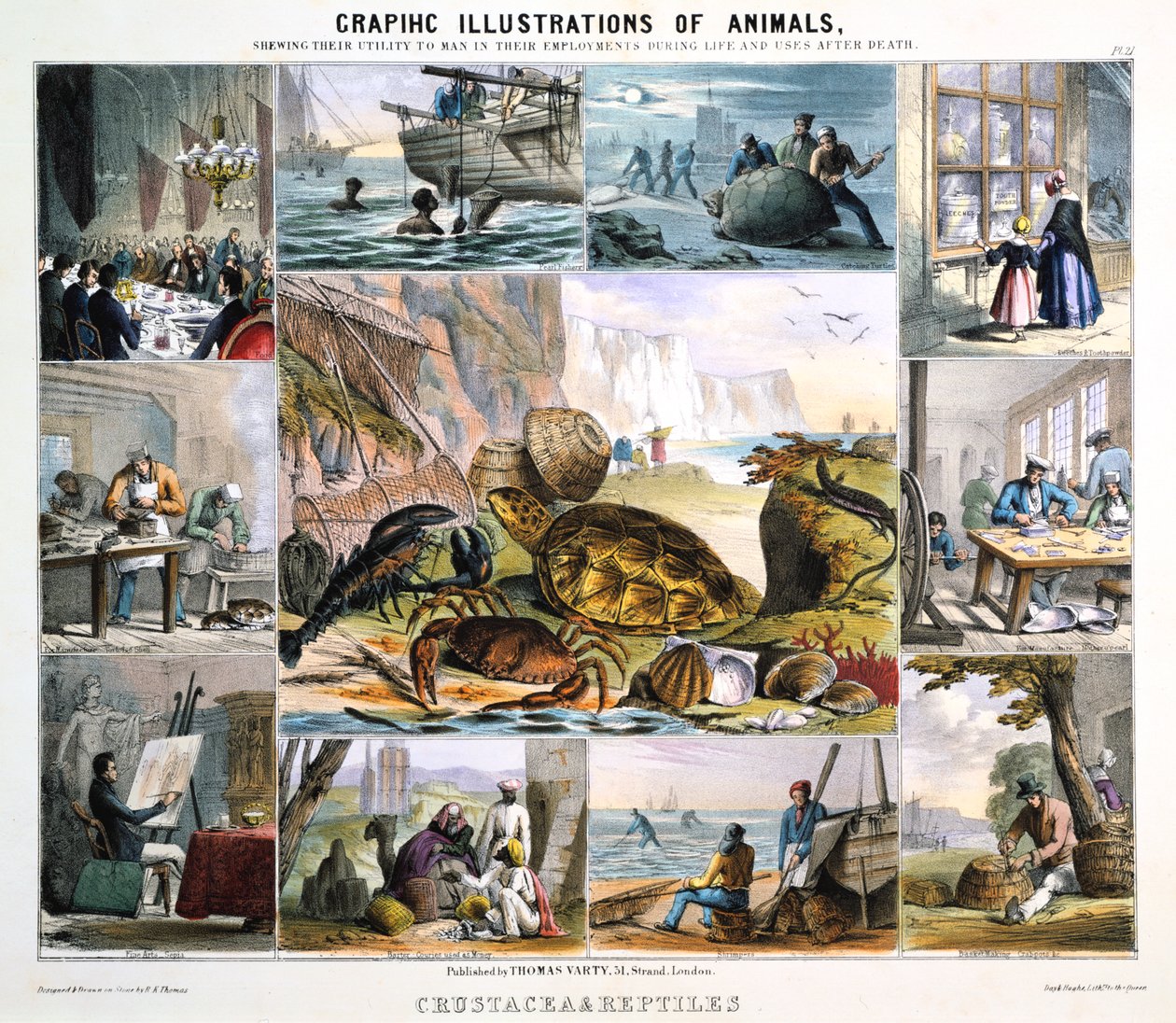 القشريات والزواحف ، c1850 بواسطة روبرت كينت توماس