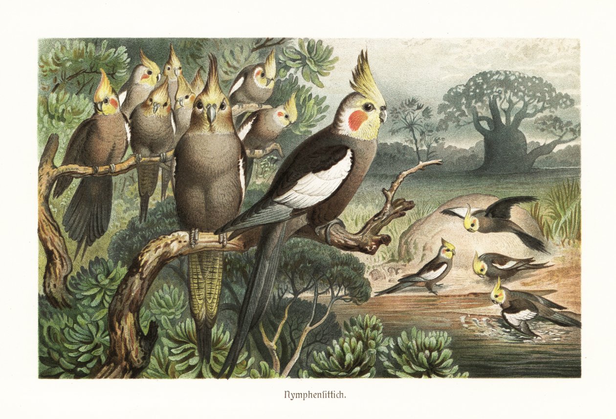قطيع من الكوكاتيل ، Nymphicus hollandicus ، عند حفرة ماء. 1882 (الطباعة الحجرية الملونة) بواسطة روبرت كريتشمر