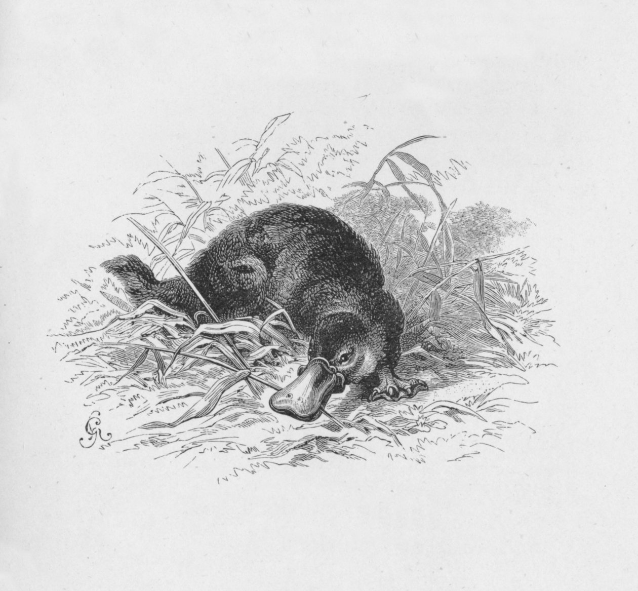 Ornithorhynchus Paradoxus ، c1885 ، 1890 بواسطة روبرت تايلور بريتشيت