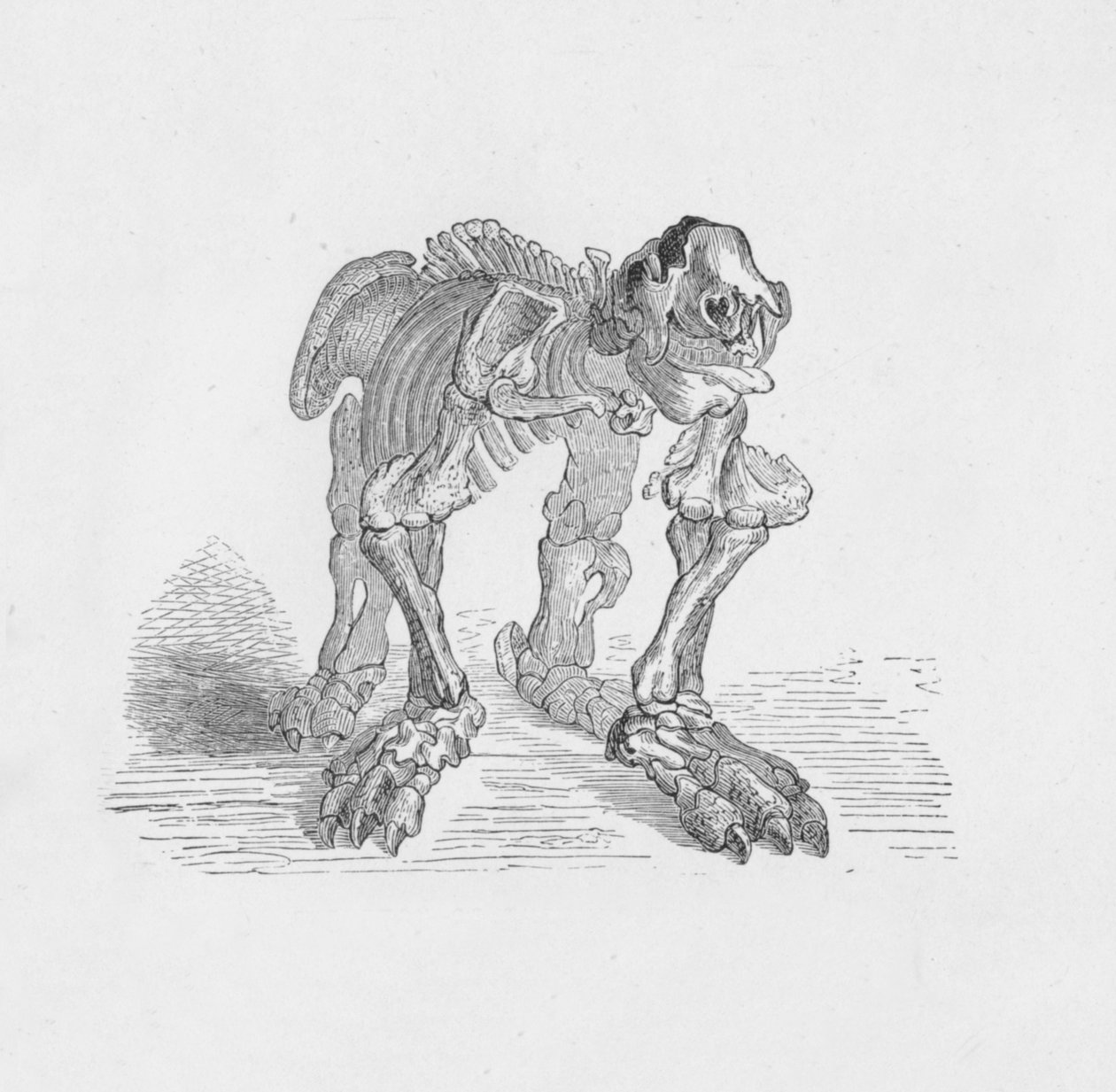الهيكل العظمي لل Megatherium ، c1885 ، 1890 بواسطة روبرت تايلور بريتشيت