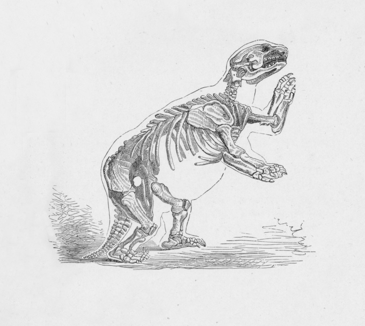 هيكل عظمي Mylodon Darwinii ، c1885 ، 1890 بواسطة روبرت تايلور بريتشيت