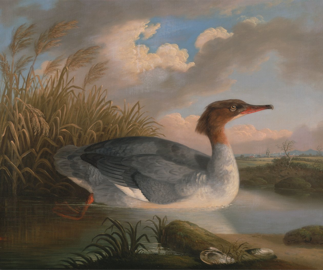 AD غواص الأمم المتحدة (goosander) بواسطة روبرت ويلكينسون بادلي