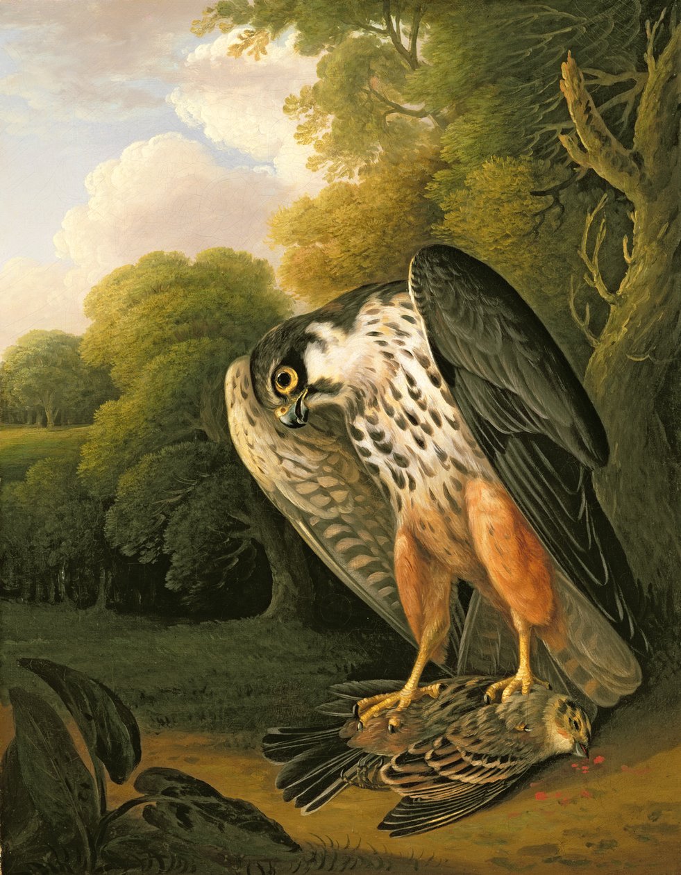 A Hobby Hawk and Prey shot at Buxton بواسطة روبرت ويلكينسون بادلي