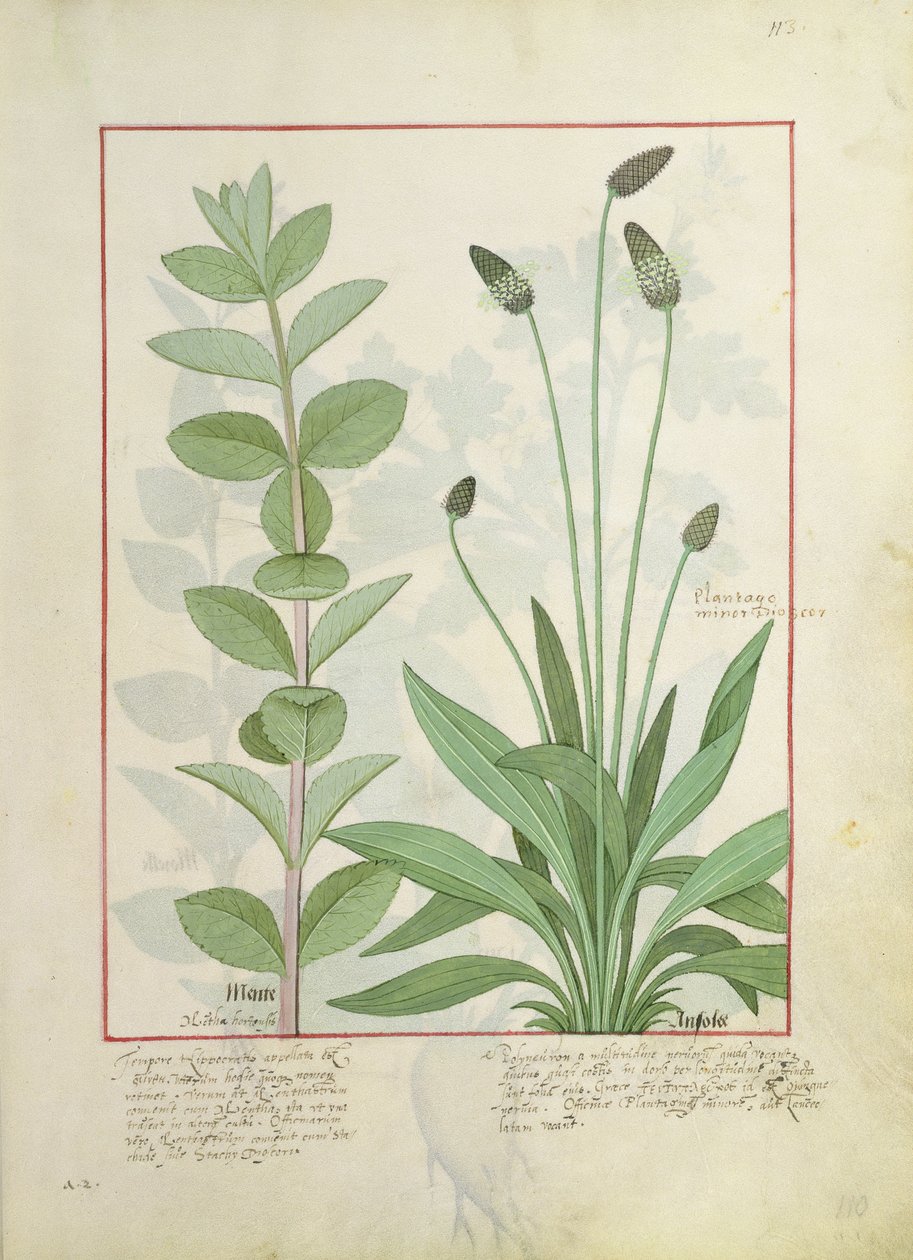 النعناع والنبات ، أو Ribwort ، توضيح من كتاب الأدوية البسيطة بواسطة Mattheaus Platearius 113 بواسطة Robinet Testard