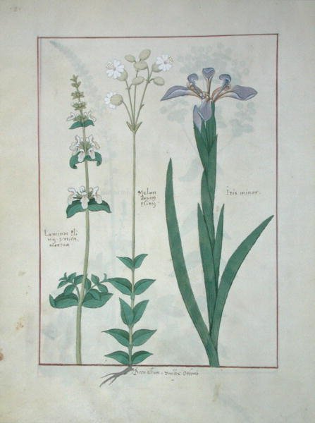 السيدة الاب. Fv VI  1 fol.115v ألبوم Lamium أو White Dead Nettle و Melandryon و Iris Minor ، التوضيح من كتاب الأدوية البسيطة بواسطة Mattheaus Platearius (dc1161) c.1470 بواسطة Robinet Testard
