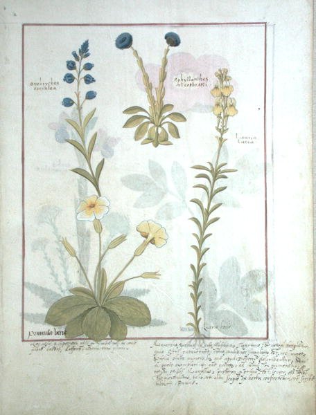 السيدة الاب. Fv VI  1 صفحة ١١١ الصف العلوي: Onobrychis أو Sainfoin و Aphyllanthes. الصف السفلي: Linaria Lutea و Primula Veris أو Primrose ، توضيح من كتاب الأدوية البسيطة بواسطة Mattheaus Platear بواسطة Robinet Testard
