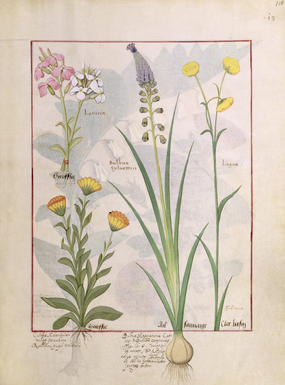 رسم توضيحي من كتاب الأدوية البسيطة بواسطة Mattheaus Platearius 118r بواسطة Robinet Testard