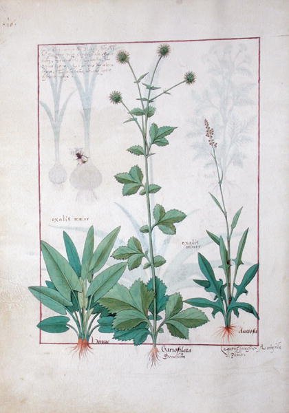 السيدة الاب. Fv VI  1 fol.119v سوريل وجاريوفيلاتا (بينيديكتا وود) التوضيح من كتاب الأدوية البسيطة بقلم ماتياس بلاتيريوس (dc1161) c.1470 بواسطة Robinet Testard