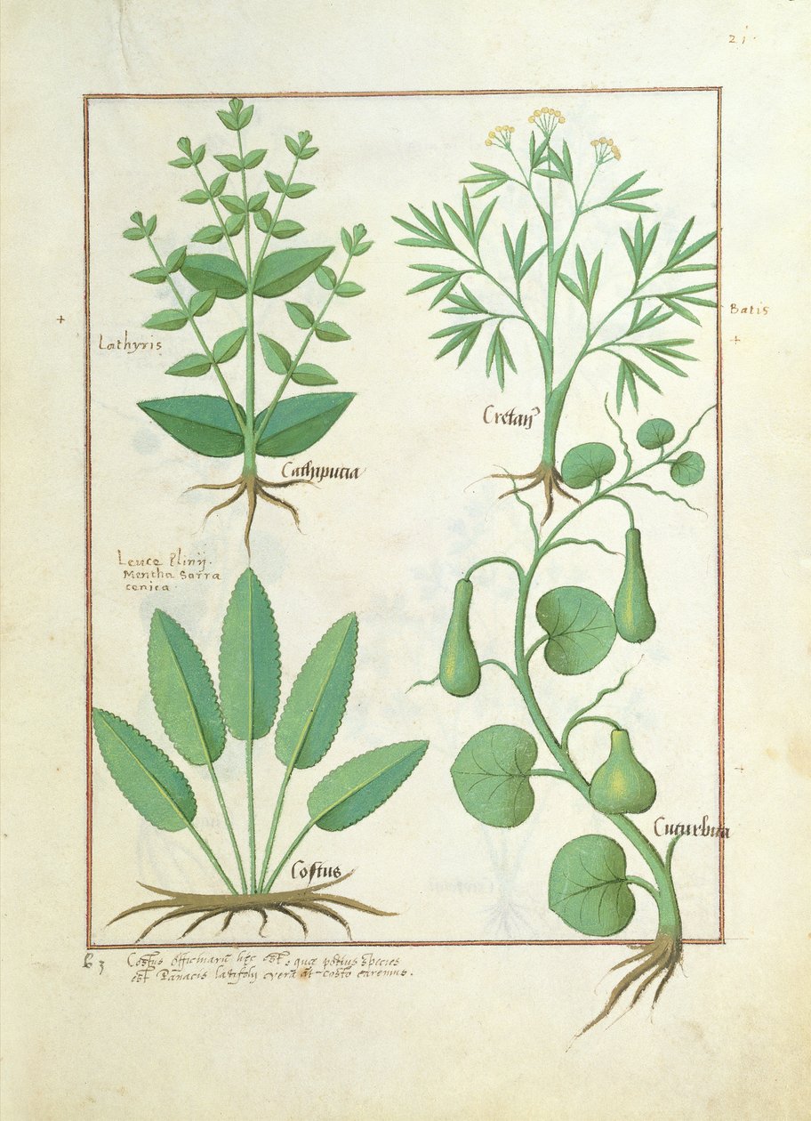 Euphorbia Lathyris ، Beechwort ، Mint and Fig ، رسم توضيحي من كتاب الطب البسيط بواسطة Mattheaus Platearius 122 بواسطة Robinet Testard