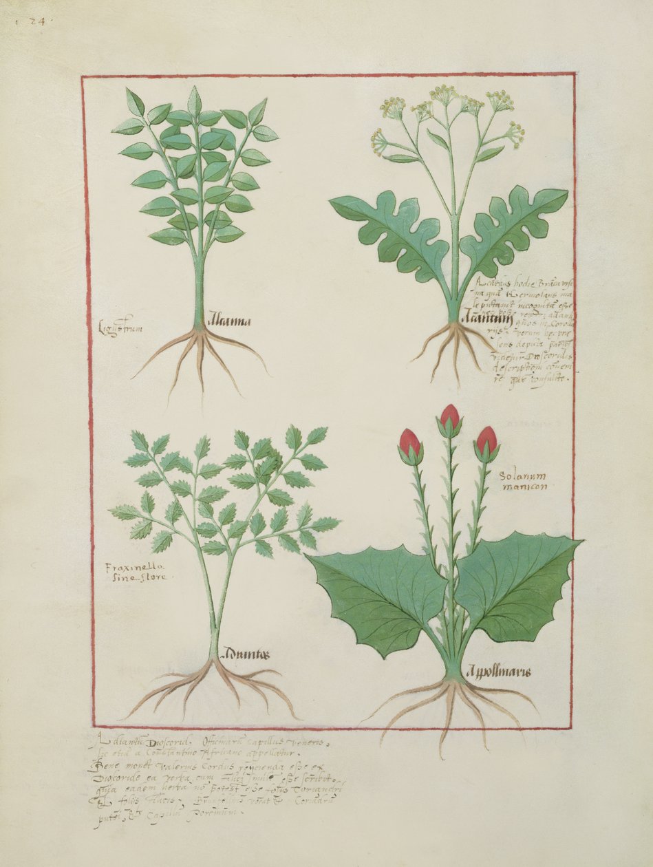 السيدة الاب. Fv VI  1 fol.123v الصف العلوي: Ligustrum و Acanthus. الصف السفلي: نبات العشب و Apollinaris ، توضيح من كتاب الأدوية البسيطة ، بقلم Matthaeus Platearius (dc1161) c.1470 بواسطة Robinet Testard