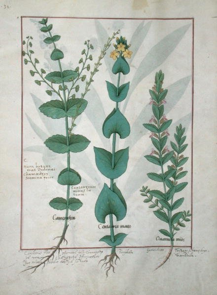السيدة الاب. Fv VI  1 fol.127v Chamaedrys ، سنتوري المشتركة وألماندير ، رسم توضيحي من كتاب الأدوية البسيطة ، بقلم Mattheaus Platearius (dc1161) c.1470 بواسطة Robinet Testard