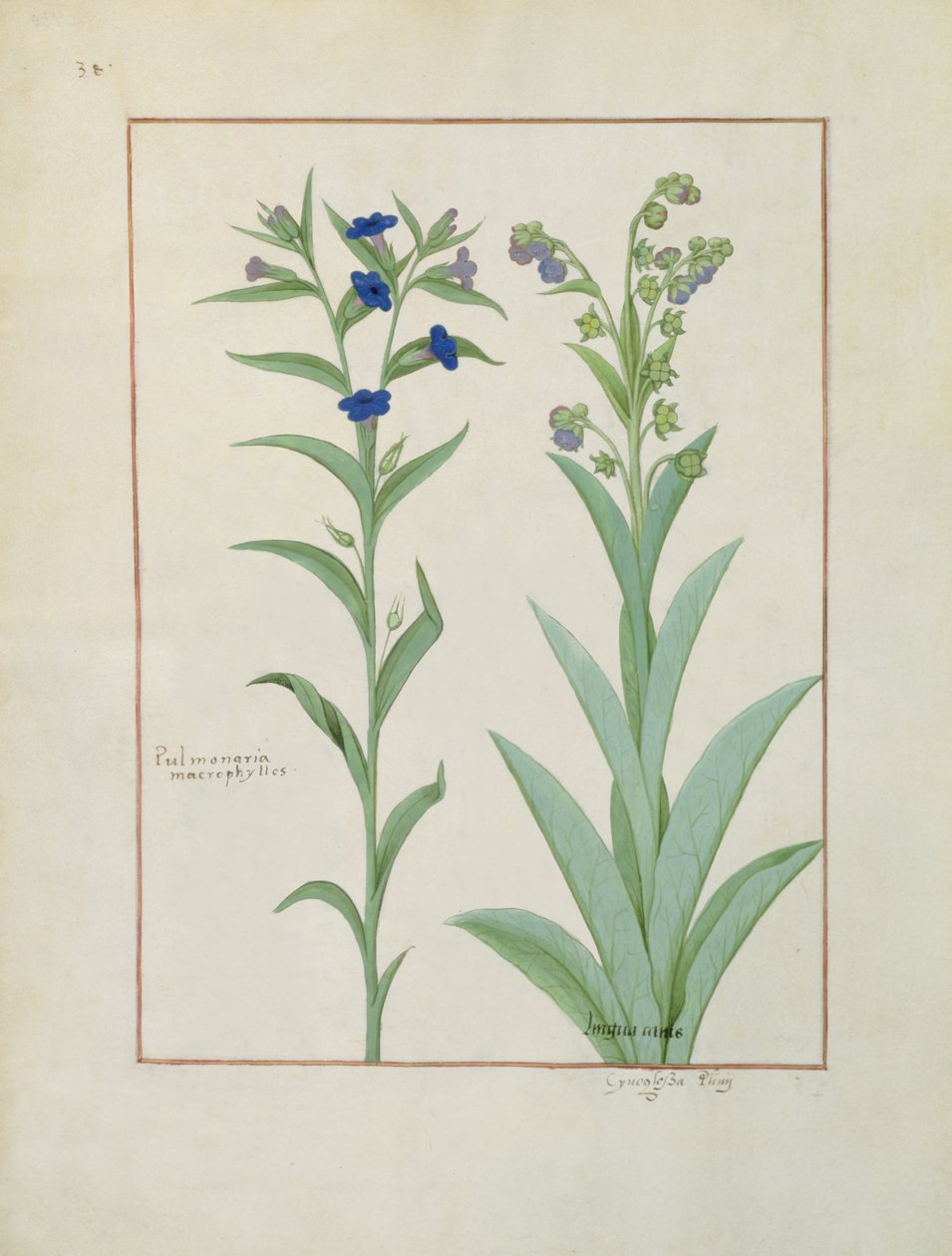 السيدة الاب. Fv VI  1 fol.130v Pulmonaria and Lungwort ، رسم توضيحي من كتاب الأدوية البسيطة ، بقلم Mattheaus Platearius (dc1161) c.1470 بواسطة Robinet Testard