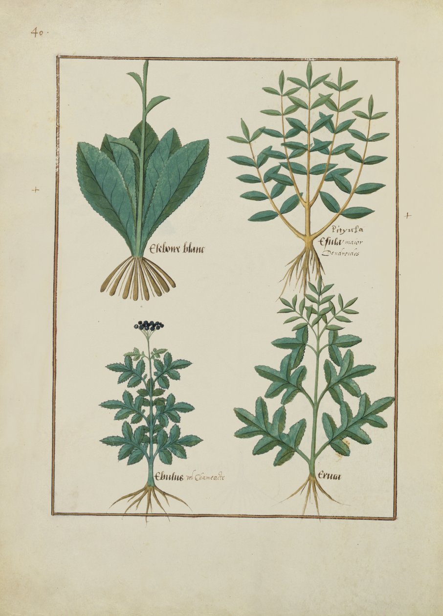 السيدة الاب. Fv VI  1 fol.131v رسم توضيحي من كتاب الأدوية البسيطة لماتياس بلاتيريوس (dc1161) c.1470 بواسطة Robinet Testard