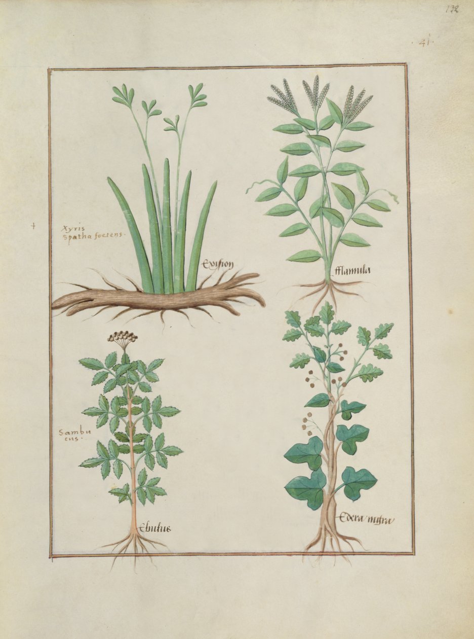 السيدة الاب. Fv VI  1 fol.132r الصف العلوي: Xyris and Spearwort. الصف السفلي: نبات البلسان العادي و الخضيرة ، توضيح من كتاب الأدوية البسيطة ، بقلم ماتياس بلاتيريوس (dc1161) c.1470 بواسطة Robinet Testard