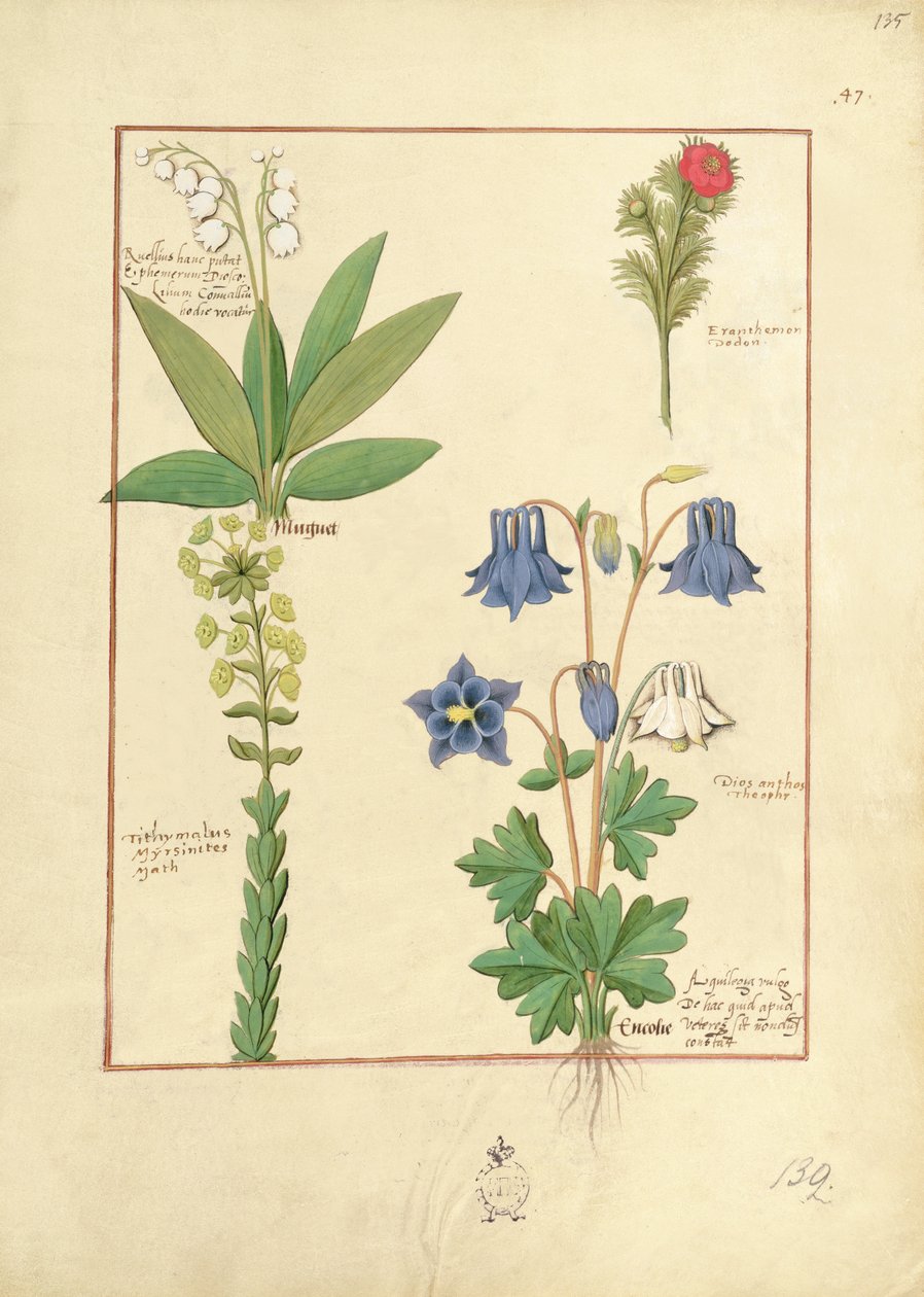 رسم توضيحي من كتاب الأدوية البسيطة بواسطة Mattheaus Platearius 135r بواسطة Robinet Testard