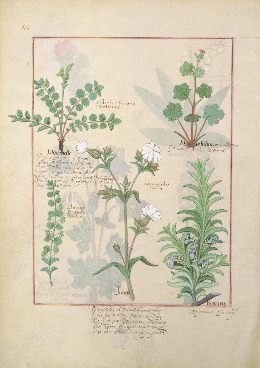 رسم توضيحي من كتاب الأدوية البسيطة بواسطة Mattheaus Platearius 135r بواسطة Robinet Testard