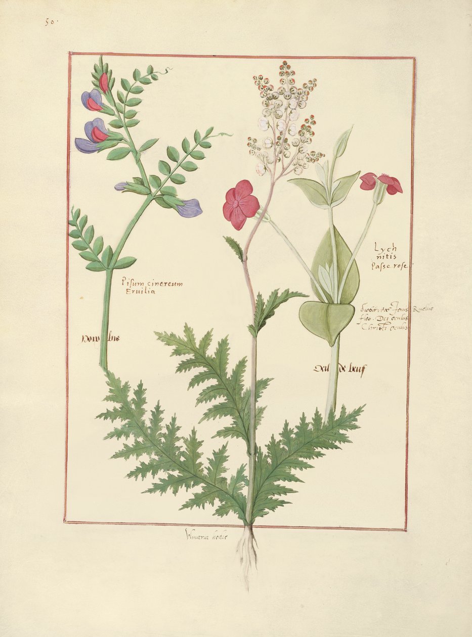 رسم توضيحي من كتاب الأدوية البسيطة بواسطة Mattheaus Platearius بواسطة Robinet Testard
