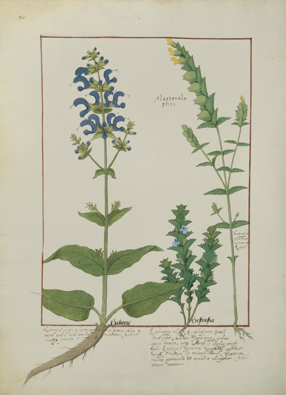 السيدة الاب. Fv VI  1 fol.144v رسم توضيحي من كتاب الأدوية البسيطة بقلم ماتياس بلاتيريوس (dc1161) c.1470 بواسطة Robinet Testard