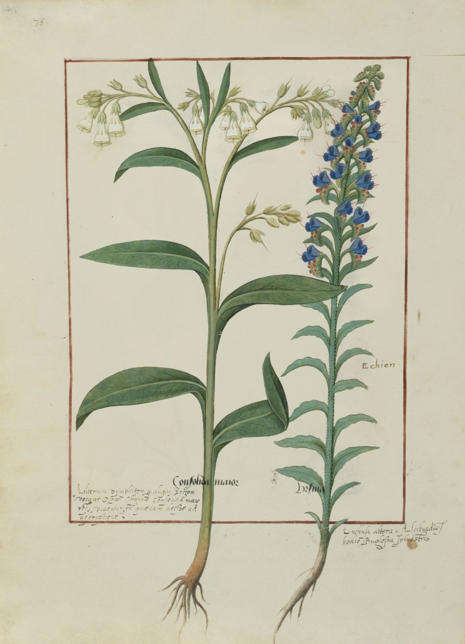 السيدة الاب. Fv VI  1 fol.149v رسم توضيحي من كتاب الأدوية البسيطة لماتياس بلاتيريوس (dc1161) c.1470 بواسطة Robinet Testard