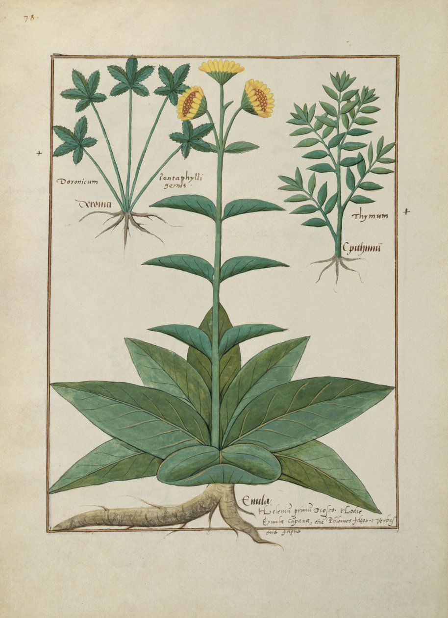 السيدة الاب. Fv VI  1 fol.150v رسم توضيحي من كتاب الأدوية البسيطة لماتياس بلاتيريوس (dc1161) c.1470 بواسطة Robinet Testard