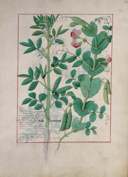السيدة الاب. Fv VI  1 fol.151r رسم توضيحي من كتاب الأدوية البسيطة لماتياس بلاتيريوس (dc1161) c.1470 بواسطة Robinet Testard