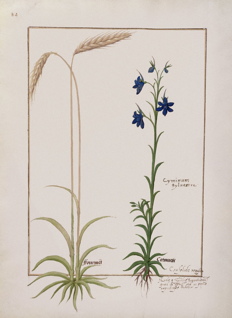 السيدة الاب. Fv VI  1 fol.153v أذن الذرة و Cyminum Sylvestre ، رسم توضيحي من كتاب الأدوية البسيطة بواسطة Mattheaus Platearius (dc1161) c.1470 بواسطة Robinet Testard