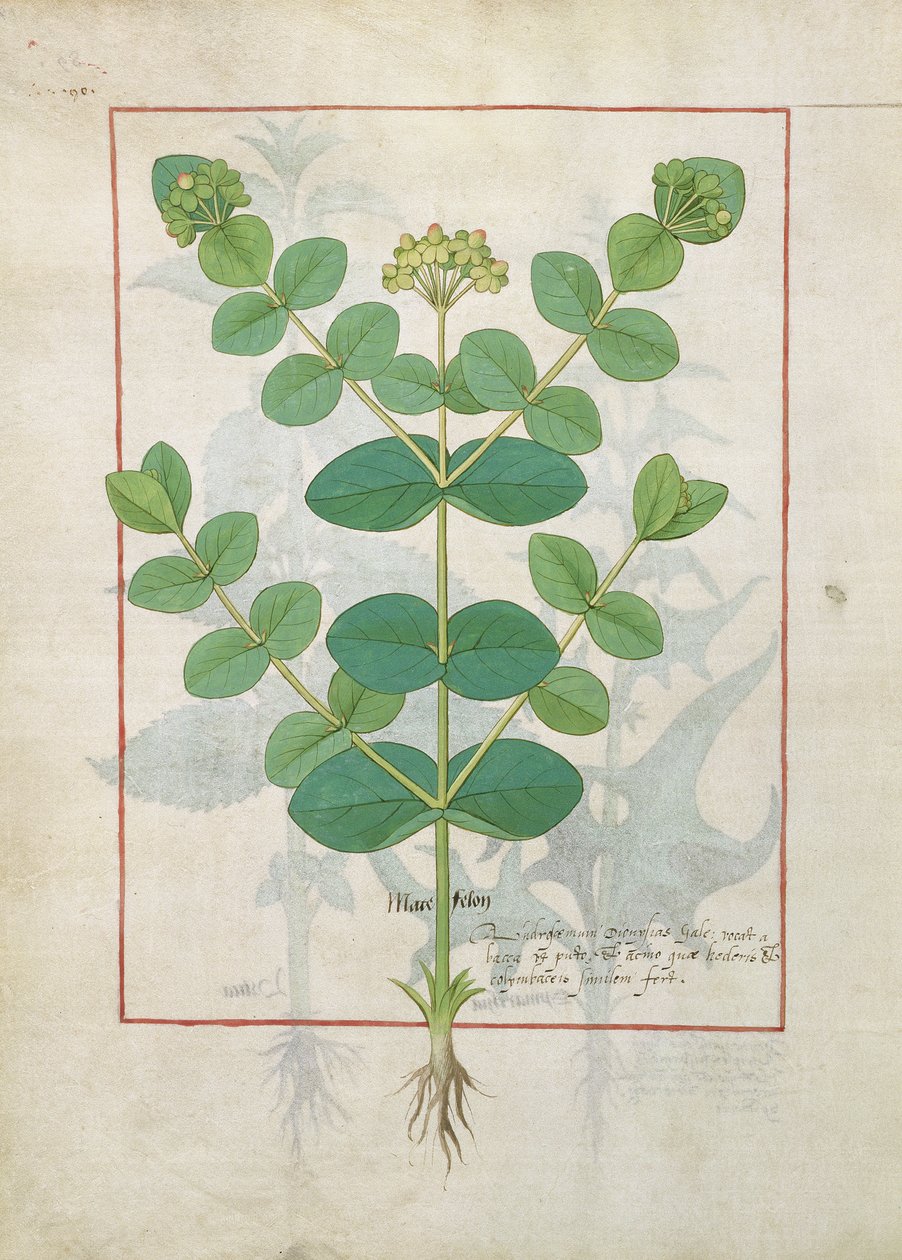 زهرة ، رسم توضيحي من كتاب الأدوية البسيطة بواسطة Mattheaus Platearius 156 بواسطة Robinet Testard