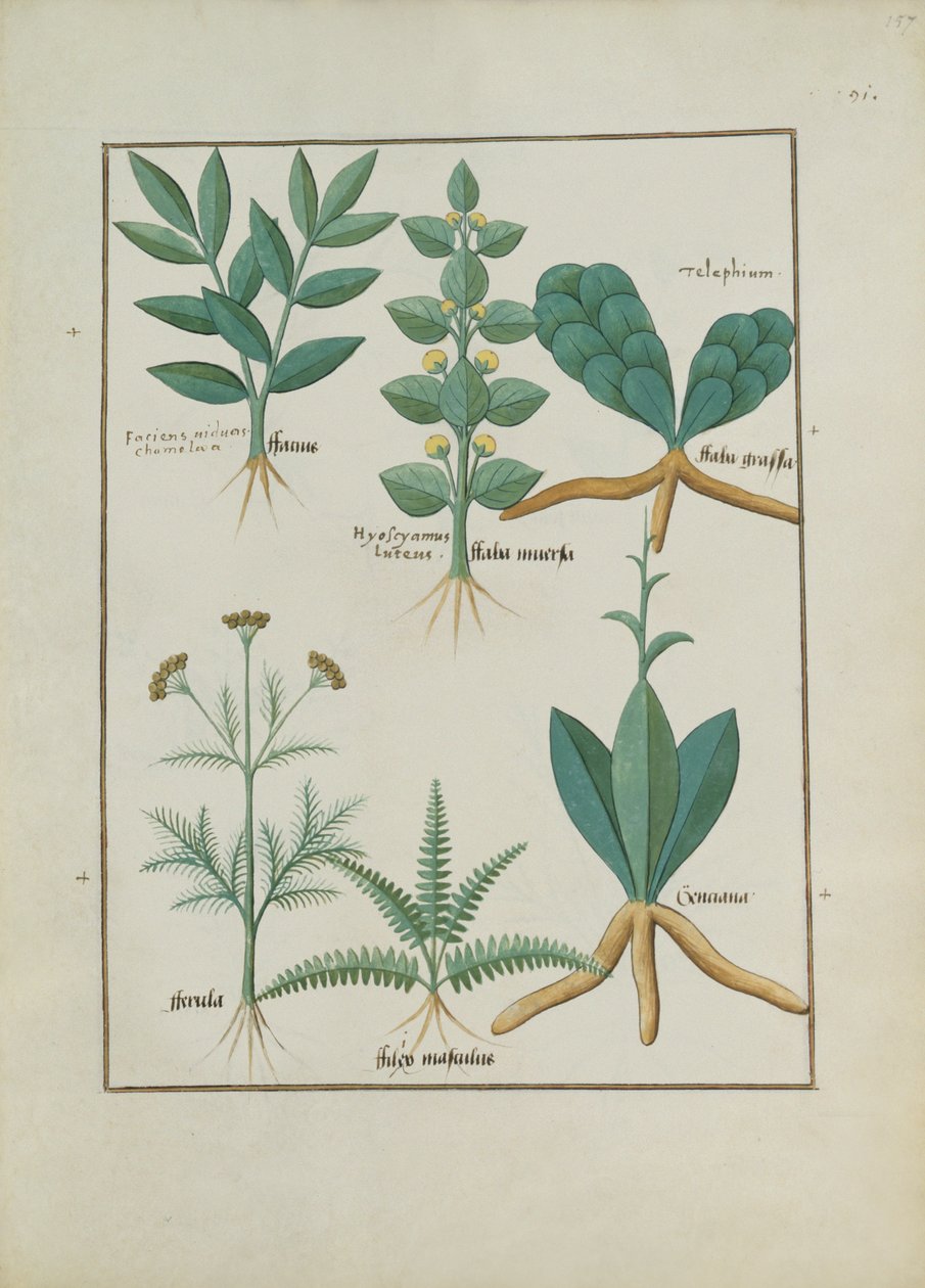 السيدة الاب. Fv VI  1 fol.157r السرخس والشجيرات ، رسم توضيحي من كتاب الأدوية البسيطة بواسطة Mattheaus Platearius (dc1161) c.1470 بواسطة Robinet Testard