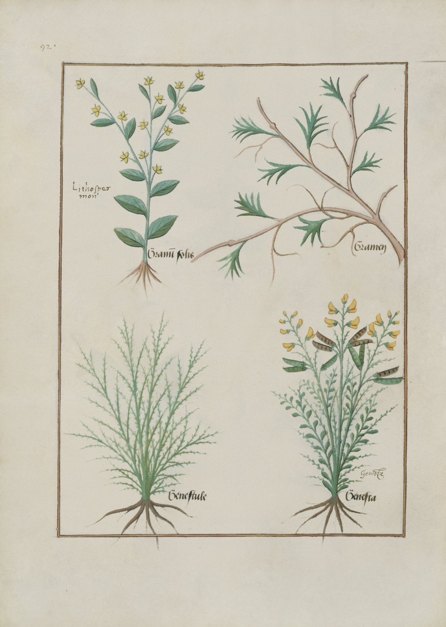 السيدة الاب. Fv VI  1 fol.157v رسم توضيحي من كتاب الأدوية البسيطة لماتياس بلاتيريوس (dc1161) c.1470 بواسطة Robinet Testard