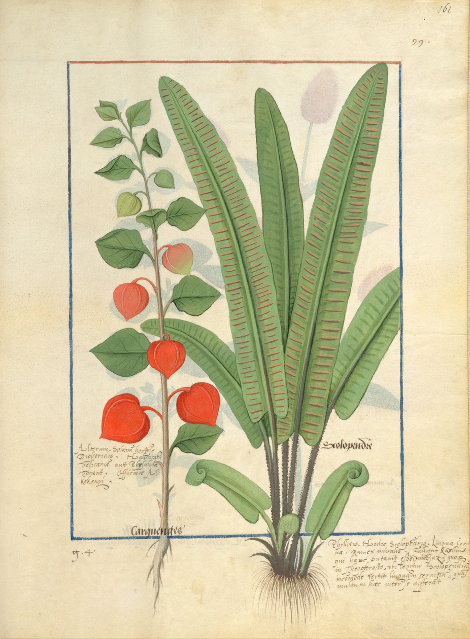 Physalis (يسار) توضيح من كتاب الأدوية البسيطة بواسطة Mattheaus Platearius 161r بواسطة Robinet Testard
