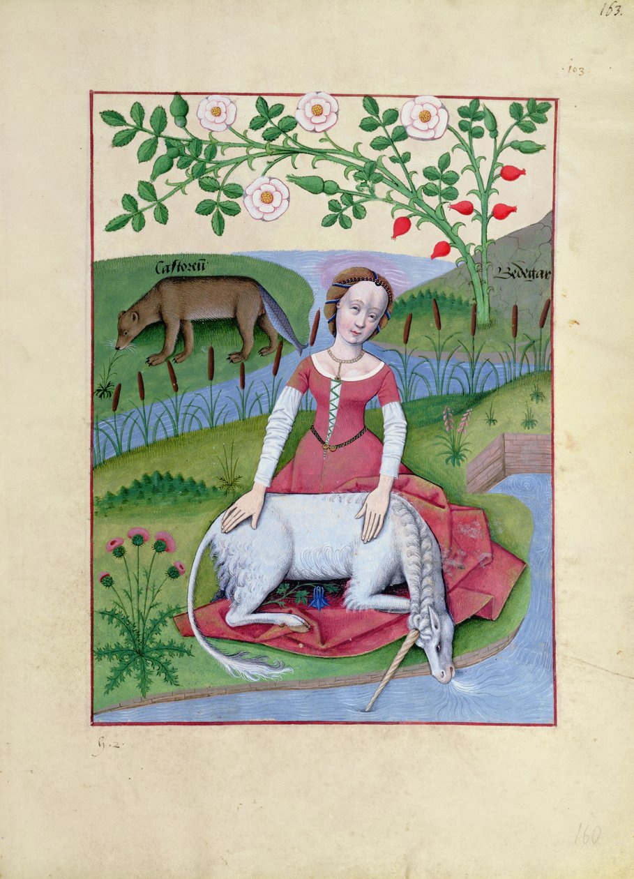 السيدة الاب. Fv VI fol.163r رسم توضيحي من كتاب الأدوية البسيطة لماتياس بلاتيريوس بواسطة Robinet Testard