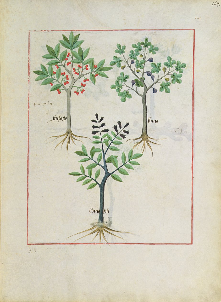 رسم توضيحي من كتاب الأدوية البسيطة بواسطة Mattheaus Platearius 164 بواسطة Robinet Testard