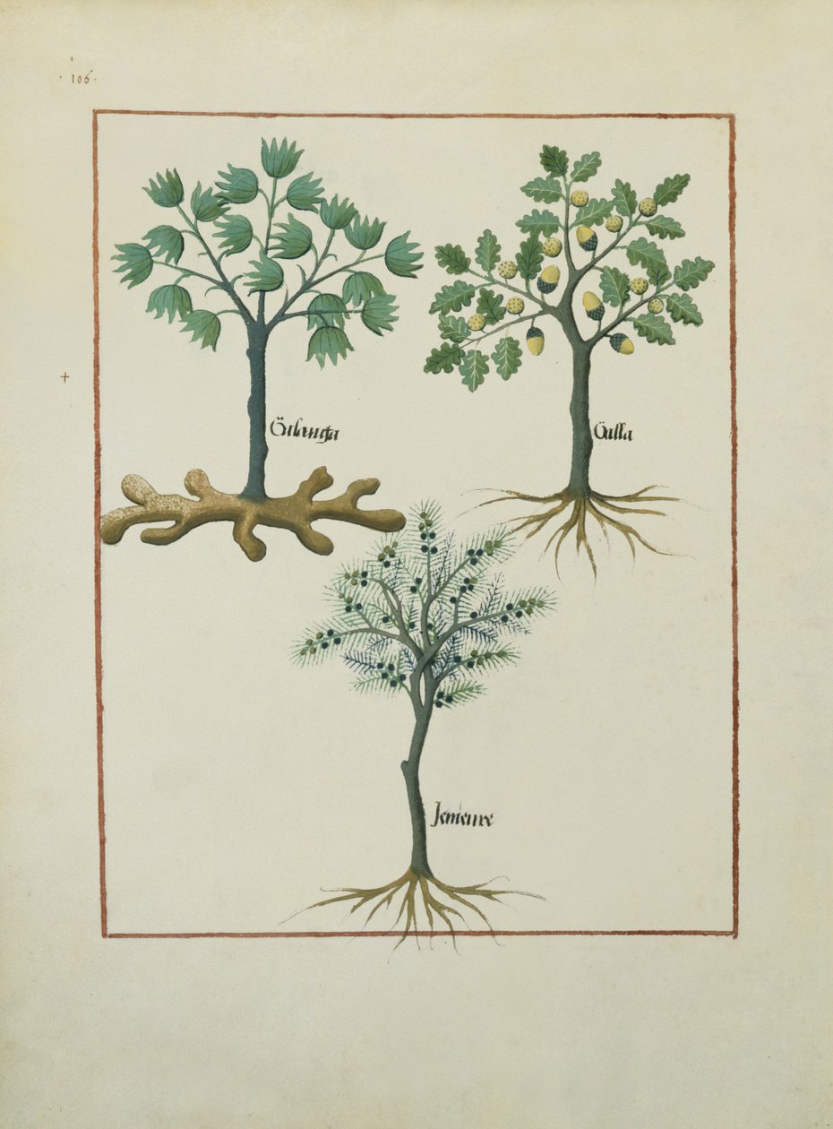 السيدة الاب. Fv VI  1 fol.164v رسم توضيحي من كتاب الأدوية البسيطة بقلم ماتياس بلاتيريوس (dc1161) c.1470 بواسطة Robinet Testard