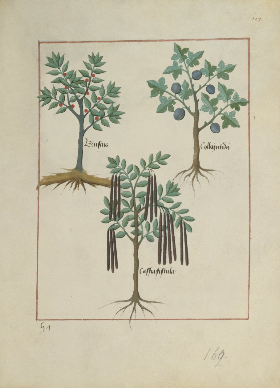 السيدة الاب. Fv VI  1 fol.165r رسم توضيحي من كتاب الأدوية البسيطة بقلم ماتياس بلاتيريوس (dc1161) c.1470 بواسطة Robinet Testard