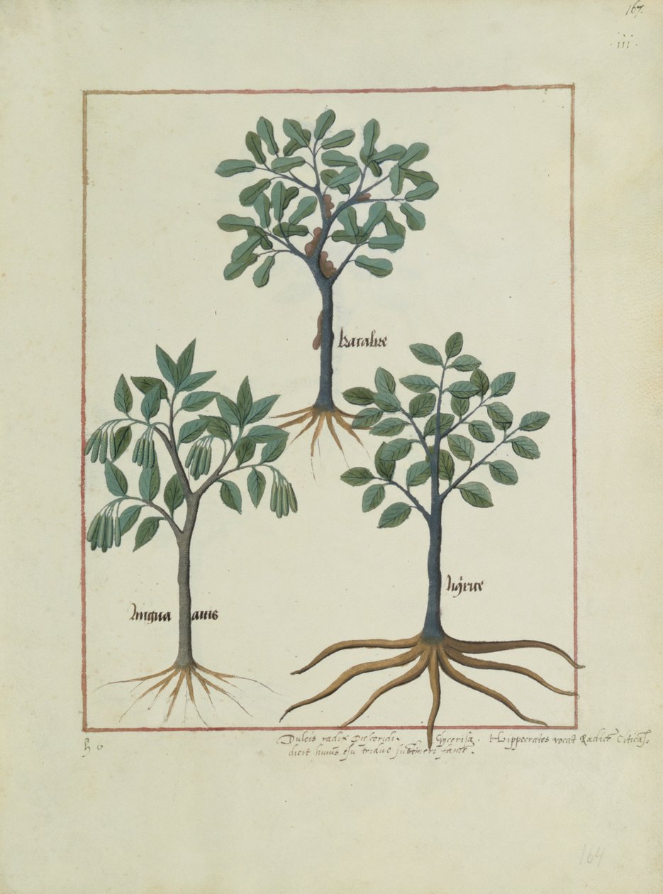 السيدة الاب. Fv VI  1 fol.167r رسم من كتاب الأدوية البسيطة بقلم ماتياس بلاتيريوس (dc1161) c.1470 بواسطة Robinet Testard