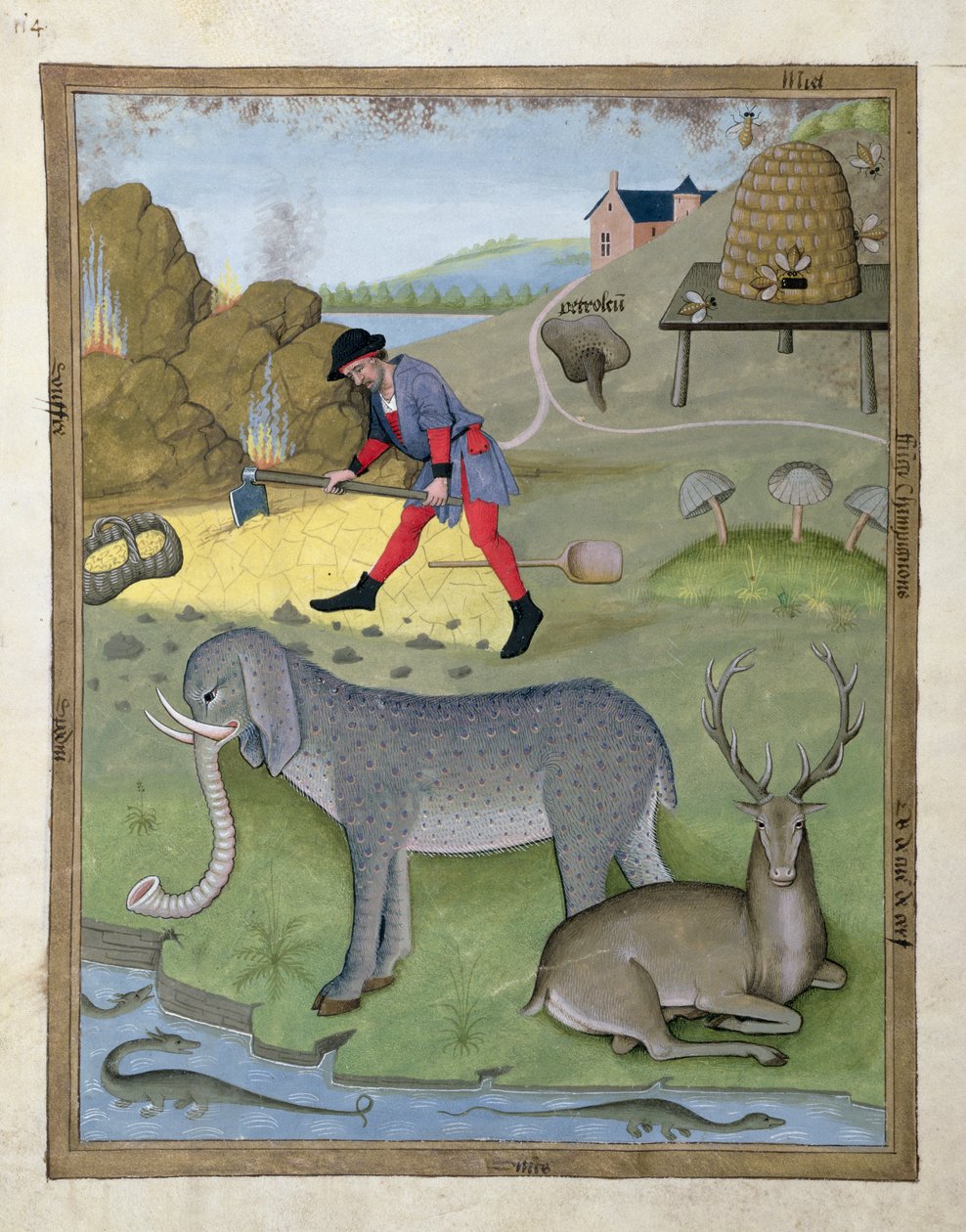 رسم توضيحي من كتاب الأدوية البسيطة بواسطة Mattheaus Platearius 168v بواسطة Robinet Testard