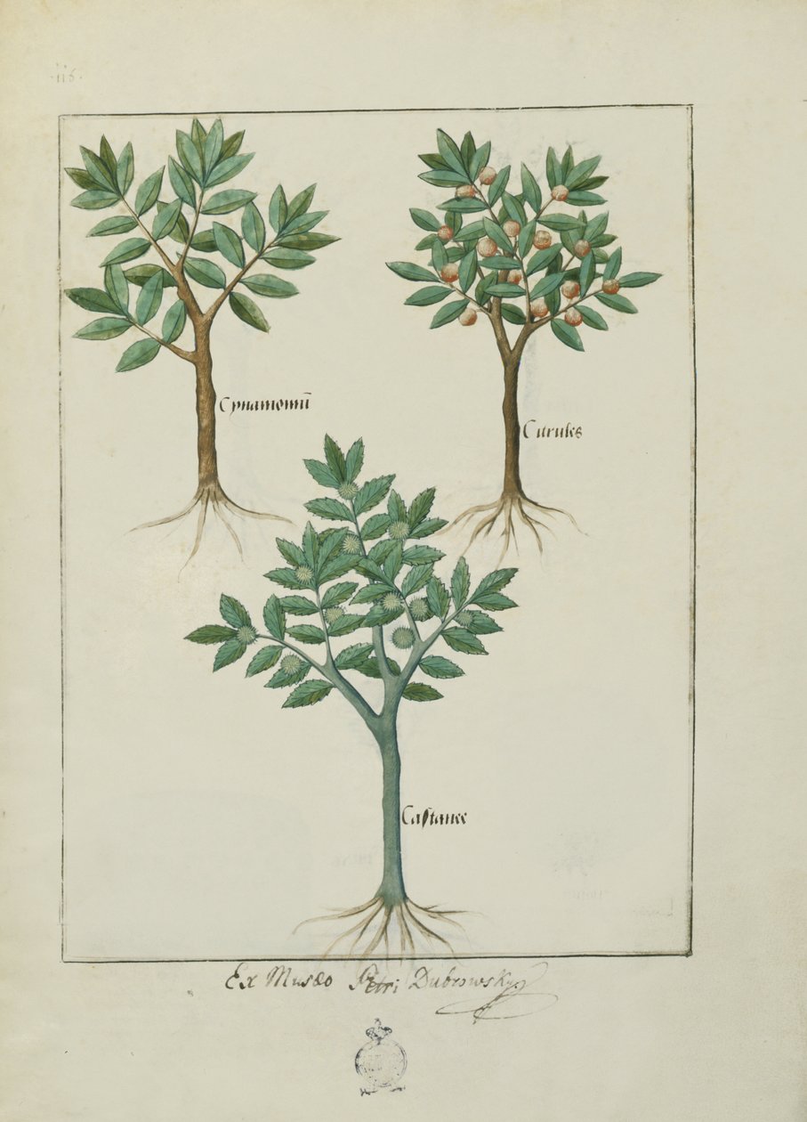 السيدة الاب. Fv VI  1 fol.169v رسم توضيحي من كتاب الأدوية البسيطة لماتياس بلاتيريوس (dc1161) c.1470 بواسطة Robinet Testard