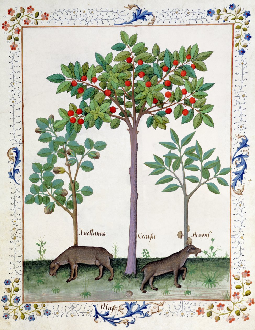 البندق بوش (يسار) وشجرة الكرز (في الوسط) ، رسم توضيحي من كتاب الأدوية البسيطة لماتياس بلاتيريوس 162 و بواسطة Robinet Testard